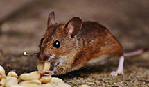 24 Hour & Emergency Exterminators in Covington, LA
